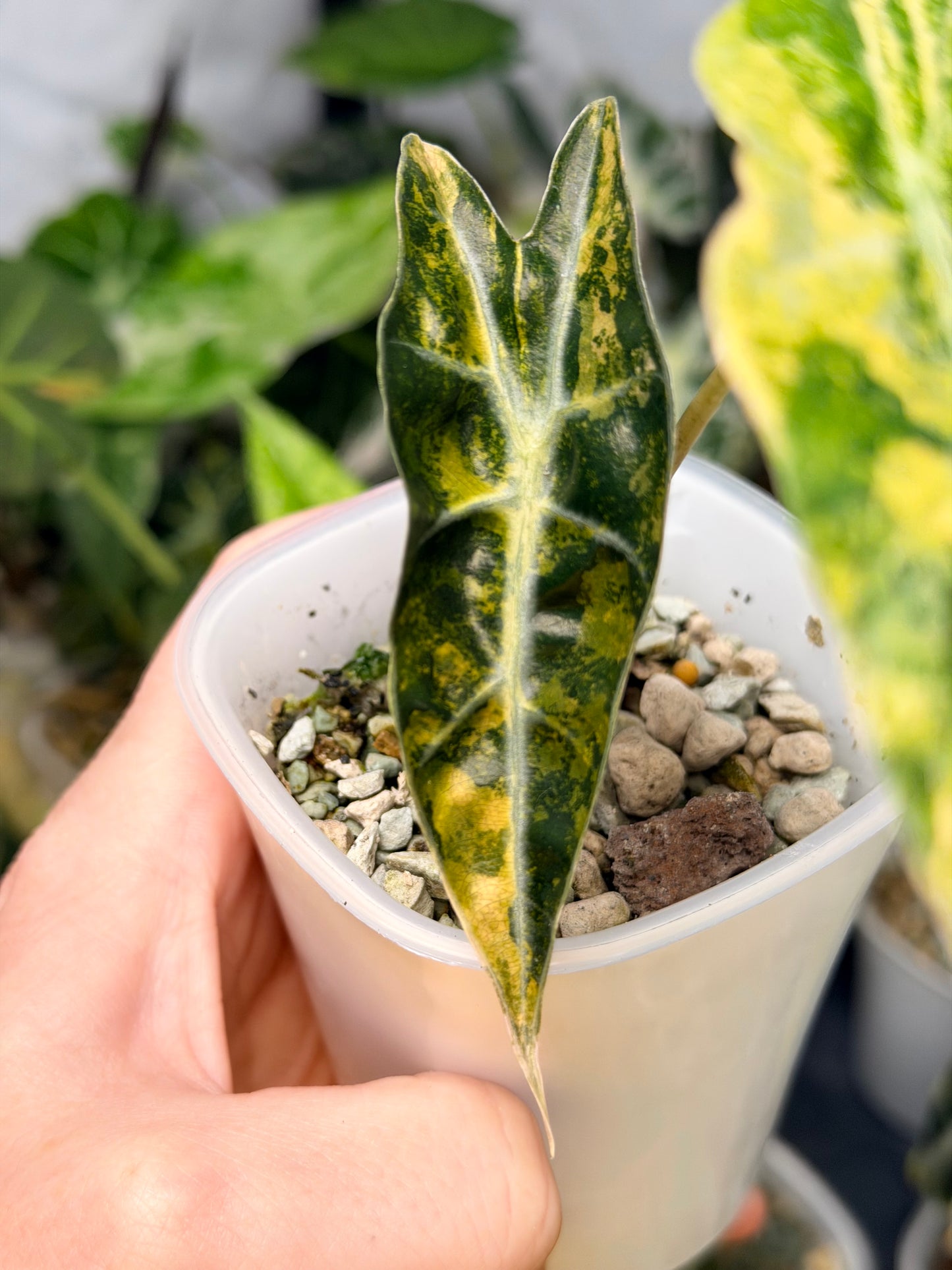 ALOCASIA SANDERIANA AUREA VARIEGATED