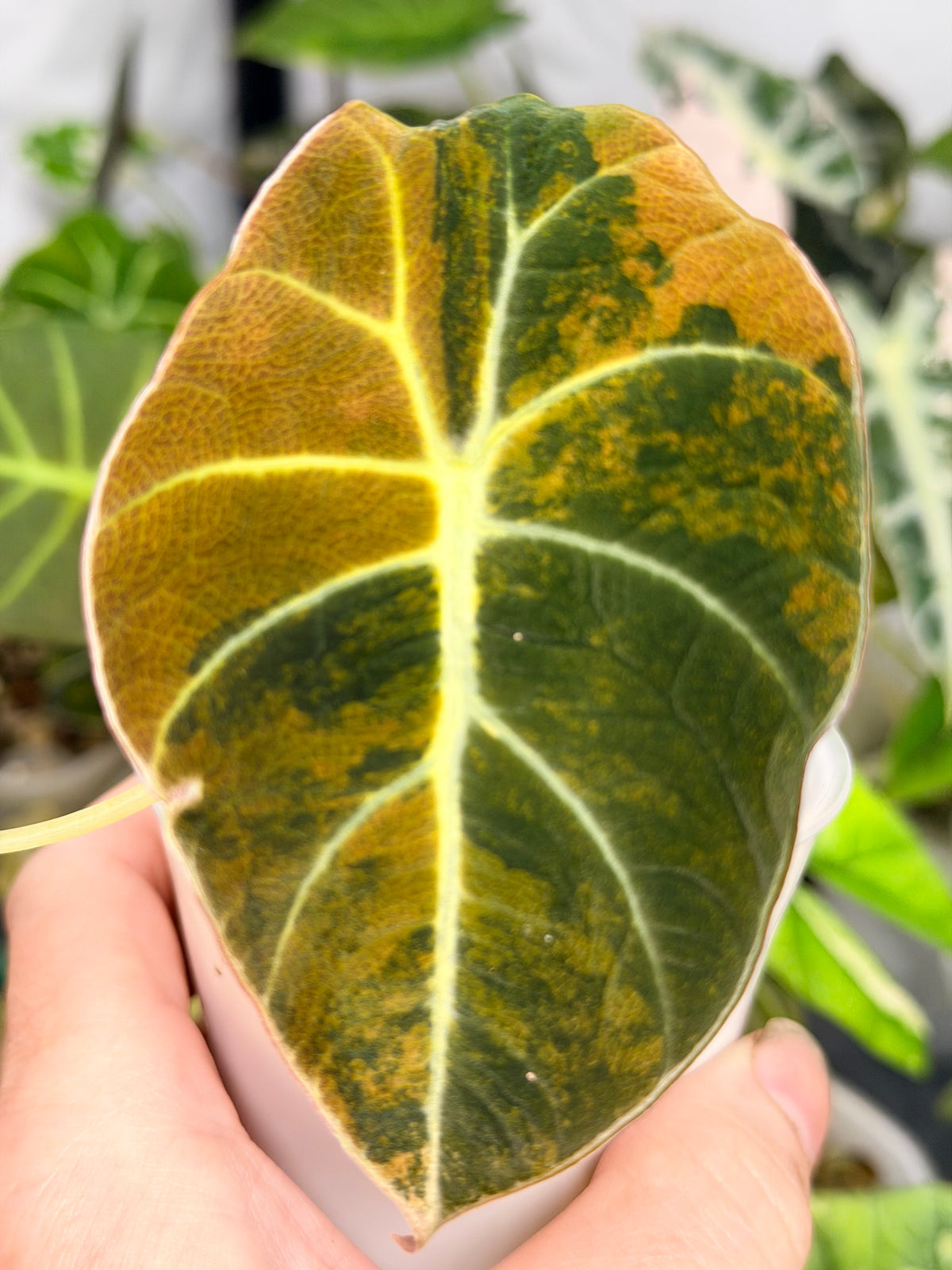 Alocasia reginula 'Black Velvet' Gold, golden variegation with pink hues on matte velvet leaves