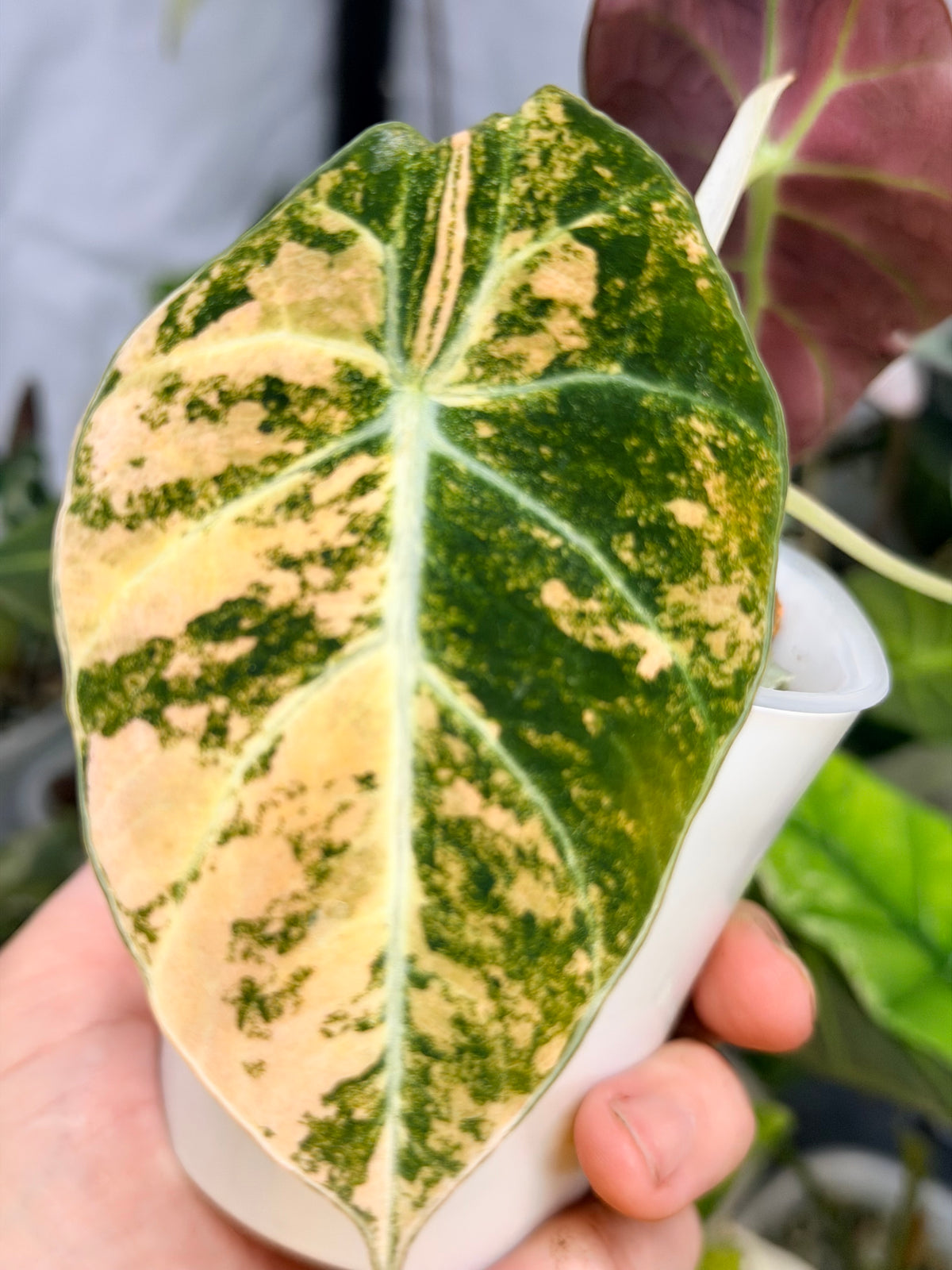 Alocasia reginula 'Black Velvet' Gold, golden variegation with pink hues on matte velvet leaves