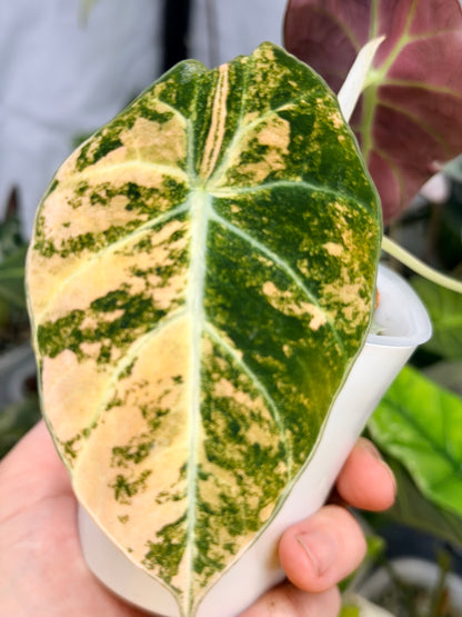 ALOCASIA BLACK VELVET GOLD