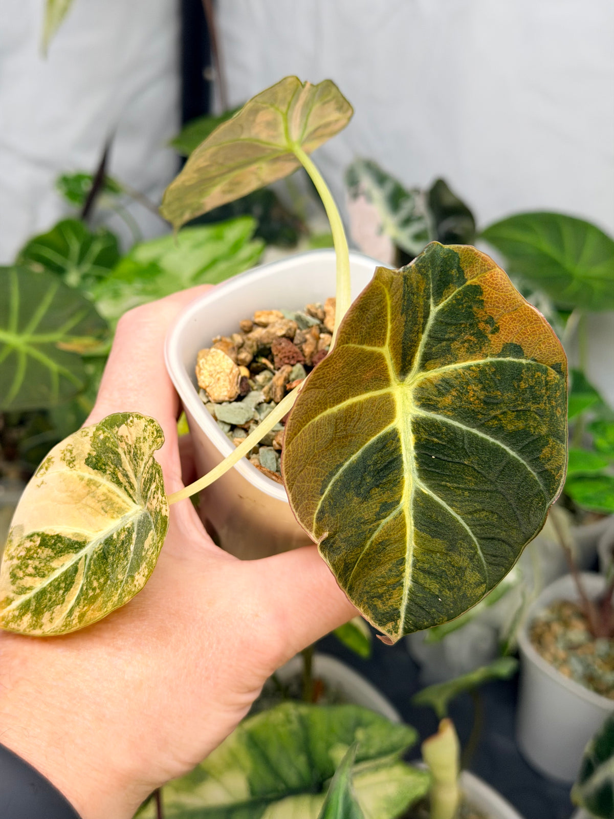Alocasia reginula 'Black Velvet' Gold, golden variegation with pink hues on matte velvet leaves
