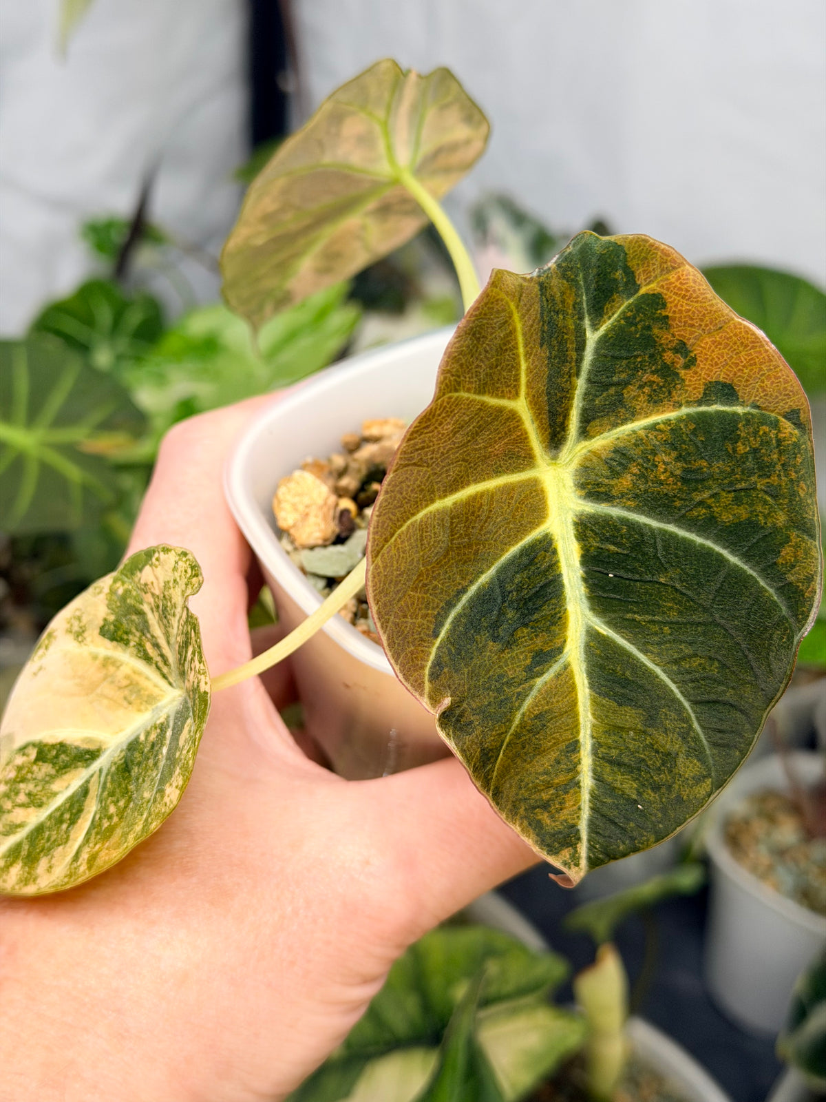 Alocasia reginula 'Black Velvet' Gold, golden variegation with pink hues on matte velvet leaves