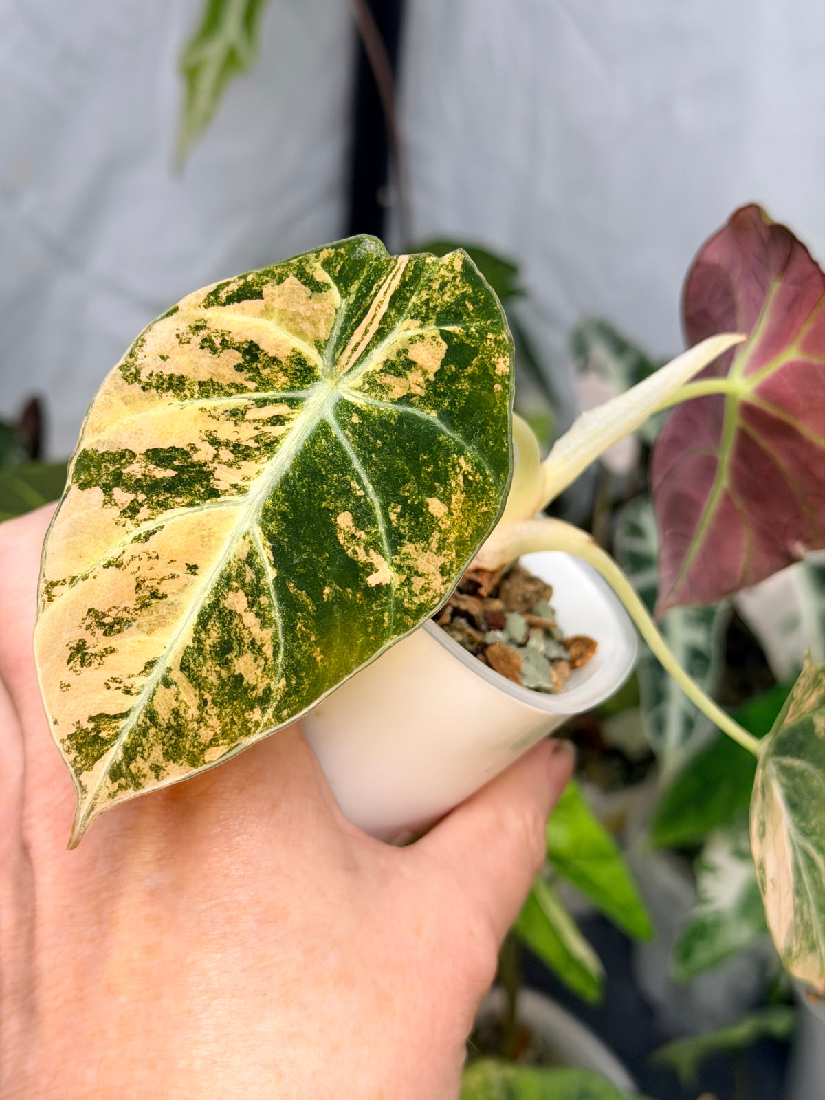 Alocasia reginula 'Black Velvet' Gold, golden variegation with pink hues on matte velvet leaves