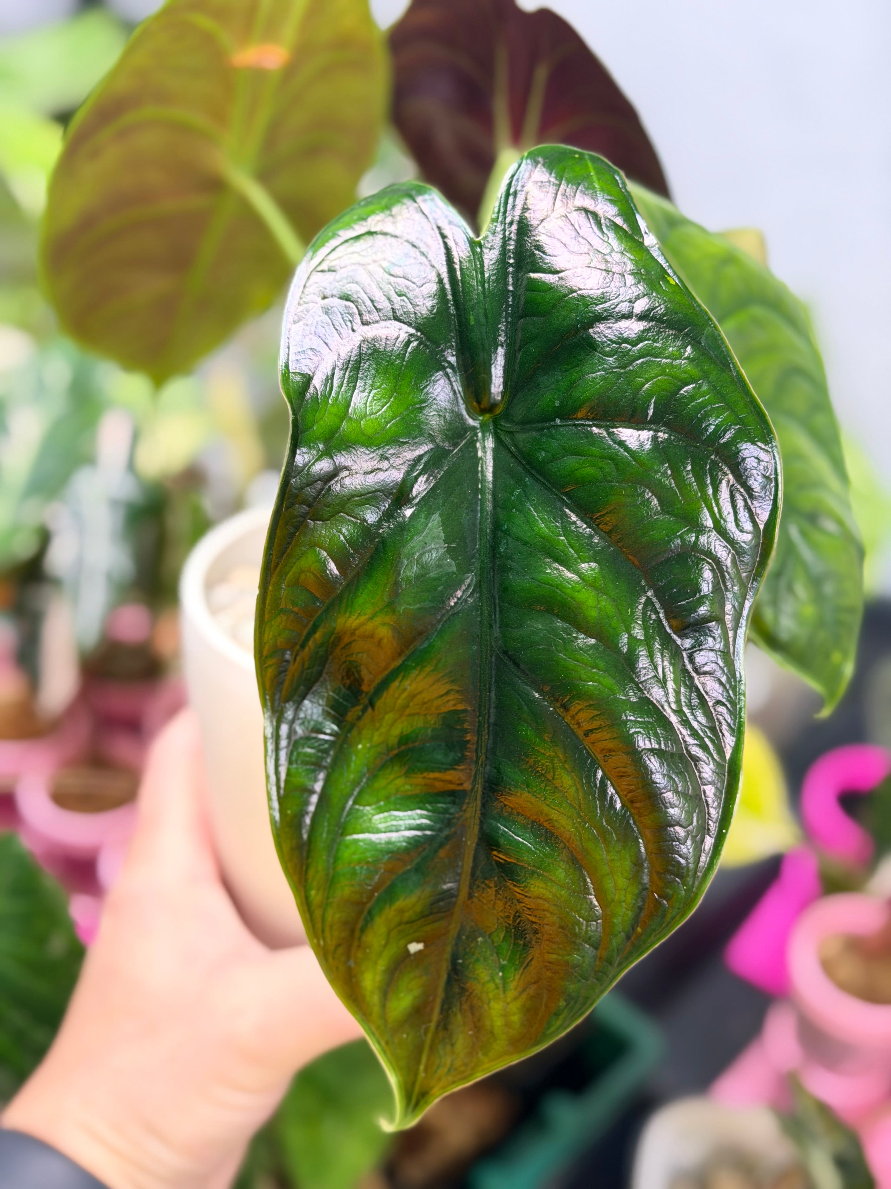 ALOCASIA GREEN UNICORN (AZLANII x DRAGON SCALE)