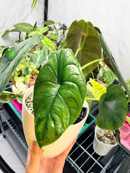 ALOCASIA GREEN UNICORN (AZLANII x DRAGON SCALE)