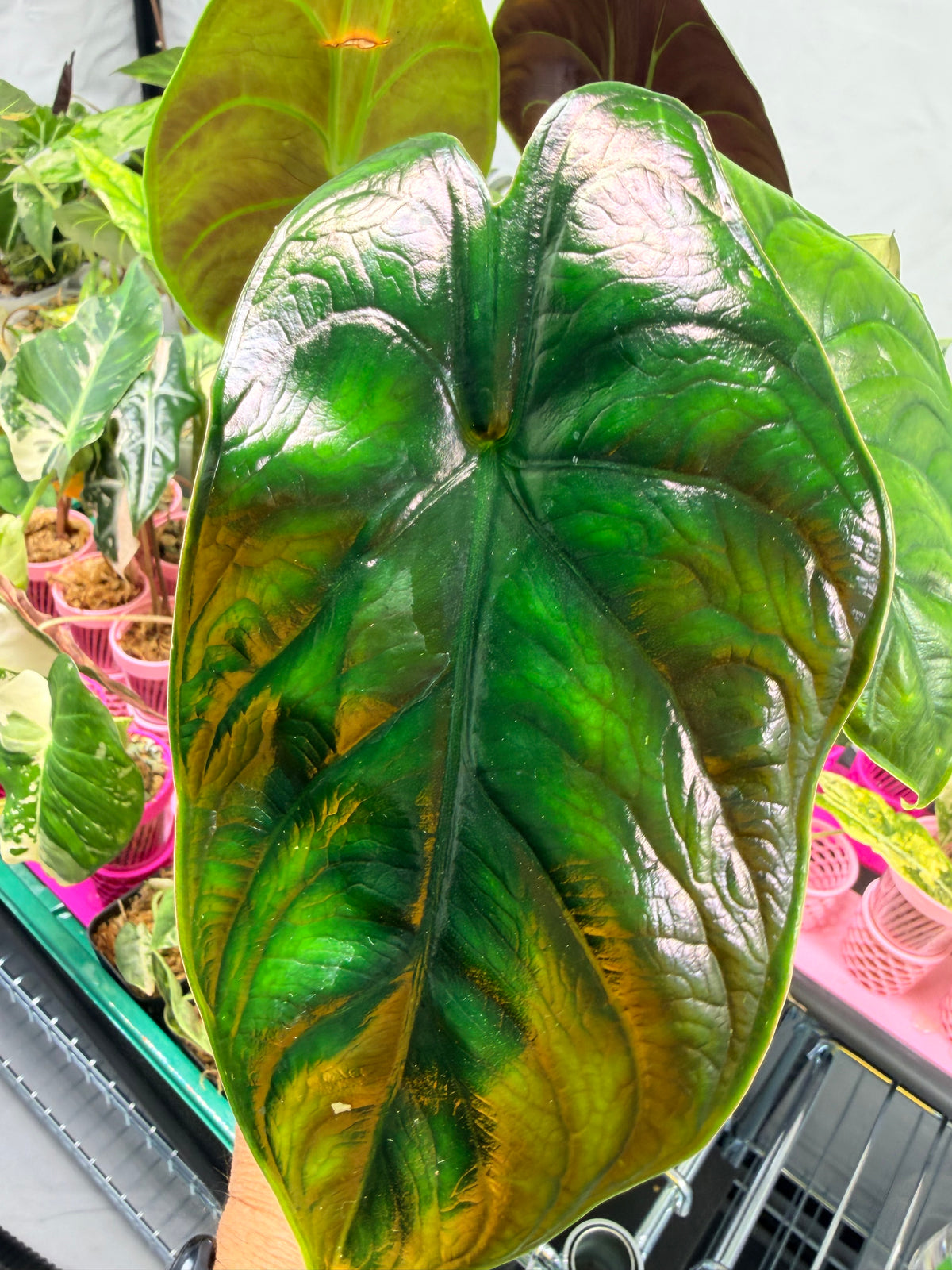 Alocasia 'Green Unicorn', a bushy compact azlanii and Dragon Scale hybrid with tuberous growth