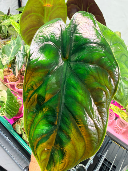 ALOCASIA GREEN UNICORN (AZLANII x DRAGON SCALE)