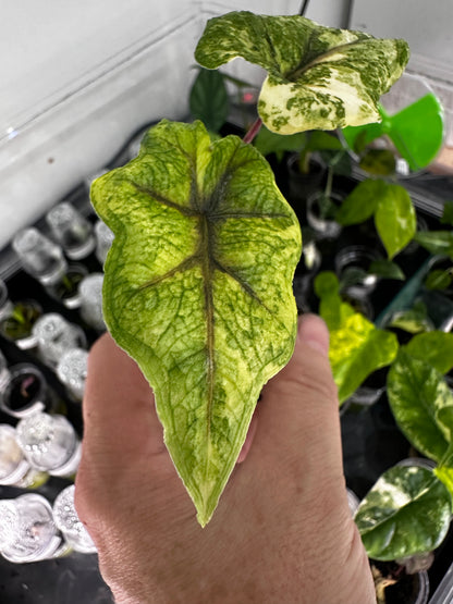 ALOCASIA TANDURUSA 'JACKLYN' ALBO