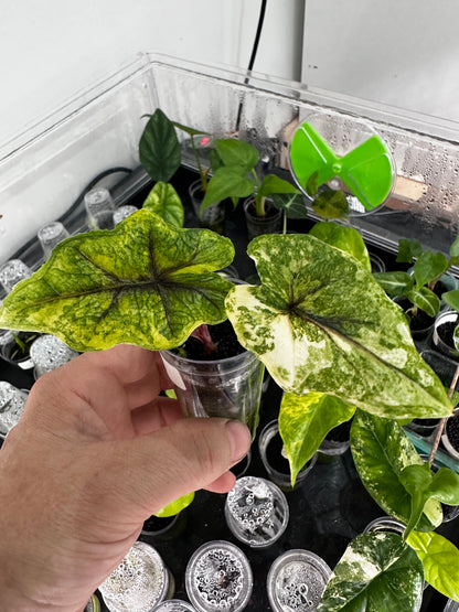 ALOCASIA TANDURUSA 'JACKLYN' ALBO