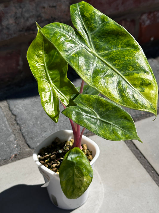 Alocasia Pink Dragon Aurea