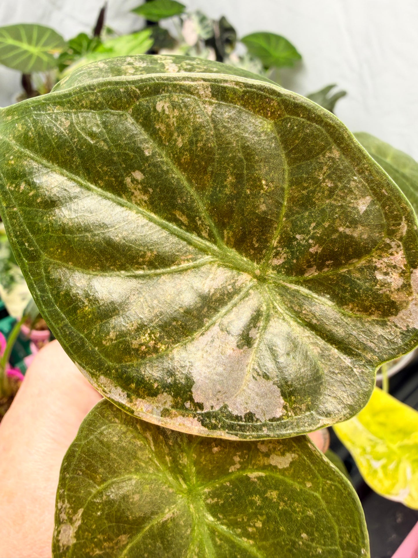 ALOCASIA WENTII PINK SPLASH