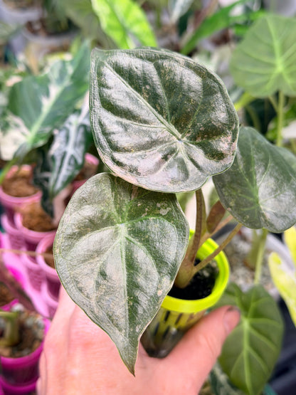 ALOCASIA WENTII PINK SPLASH