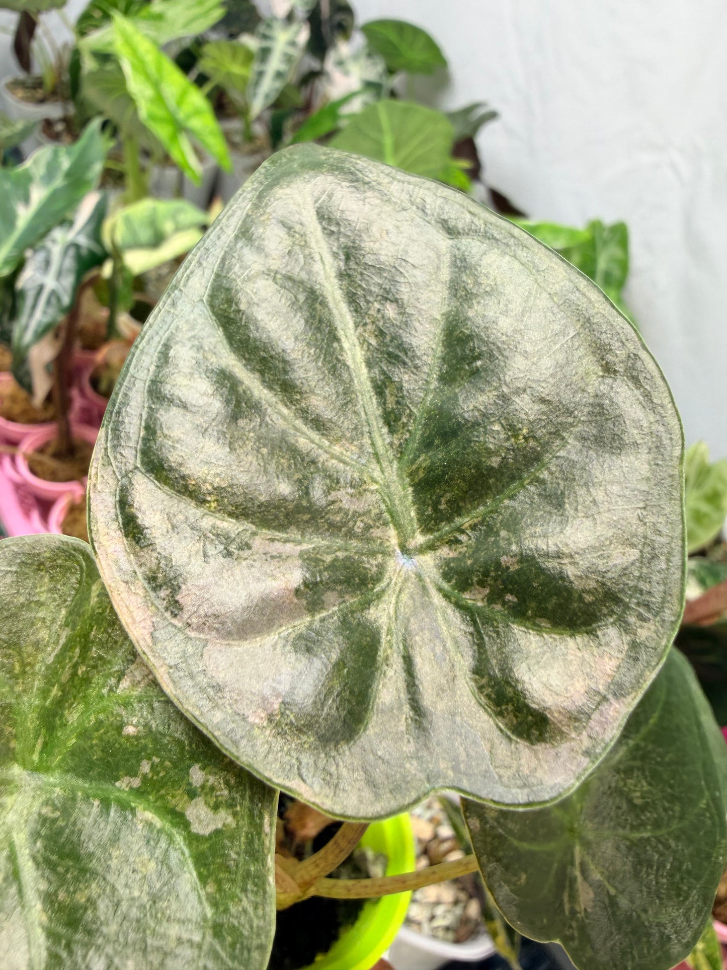 ALOCASIA WENTII PINK SPLASH