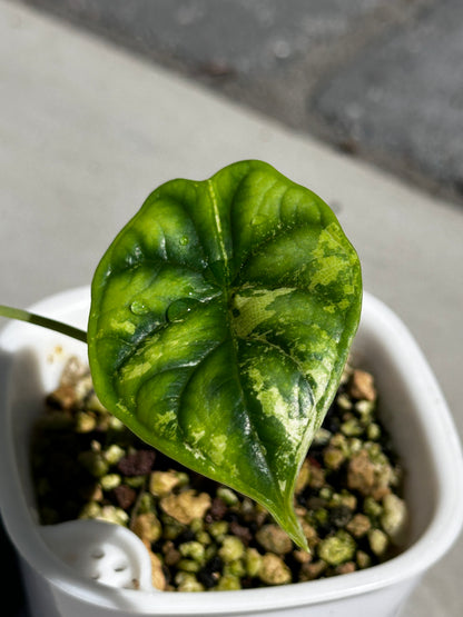 ALOCASIA 'BAGINDA' SILVER DRAGON AUREA