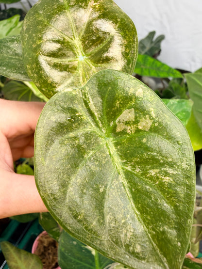 ALOCASIA WENTII PINK SPLASH