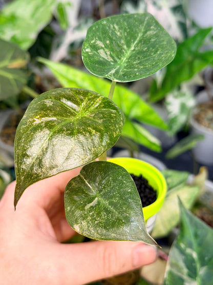 ALOCASIA WENTII PINK SPLASH
