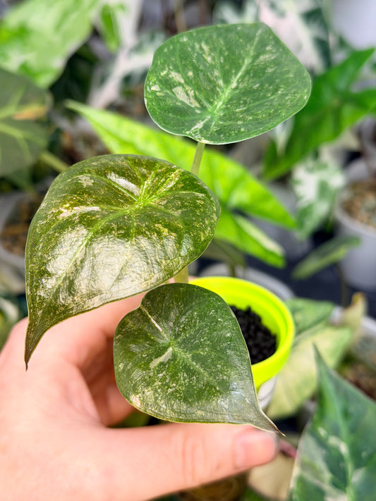 ALOCASIA WENTII PINK SPLASH