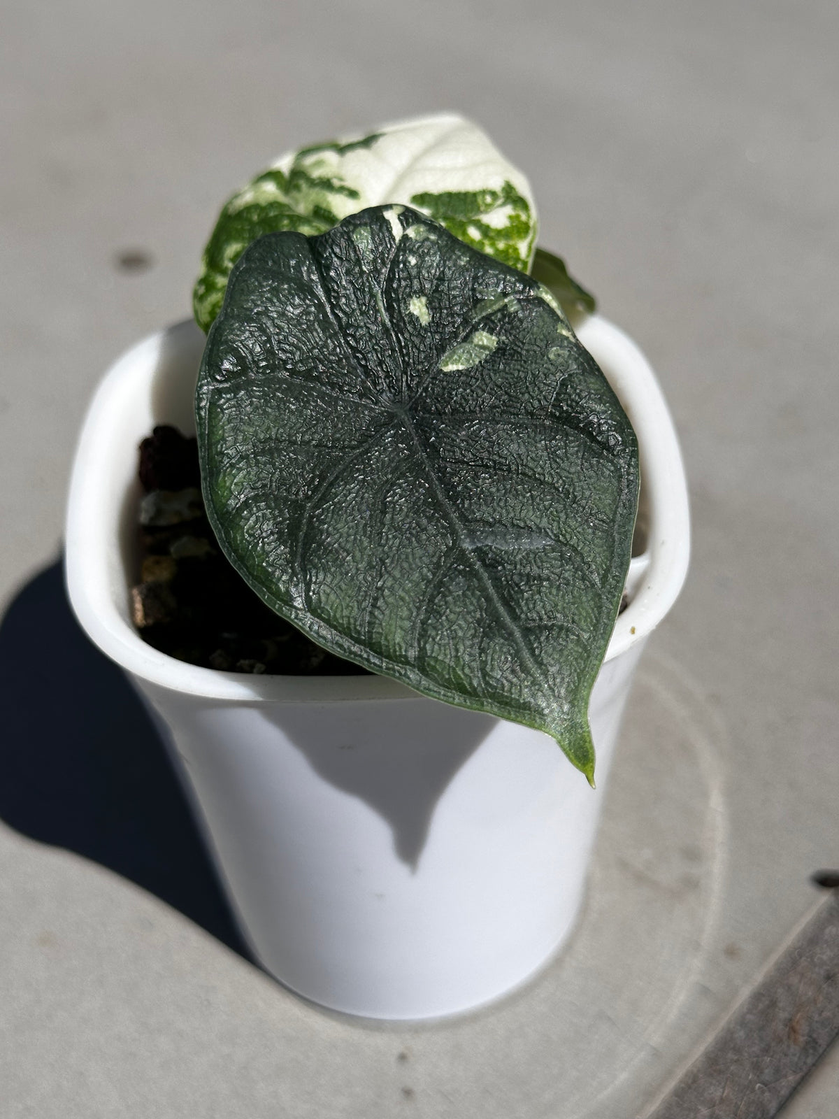 Alocasia melo Albo Variegated, brilliant white streaks against deep green on thick textured leaves