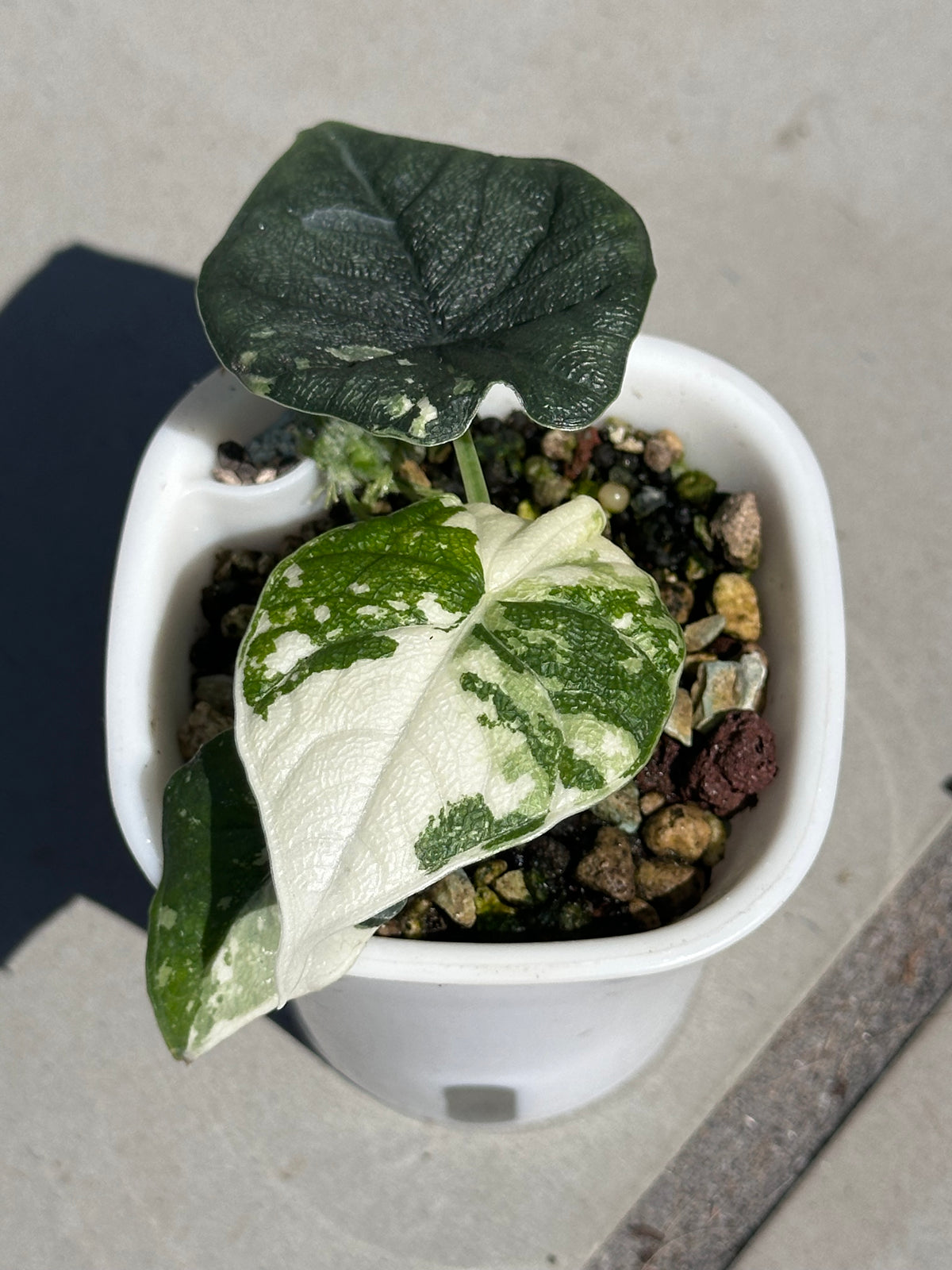 Alocasia melo Albo Variegated, brilliant white streaks against deep green on thick textured leaves