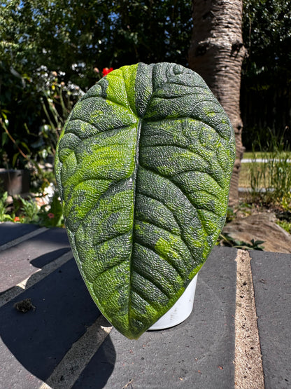ALOCASIA MELO AUREA