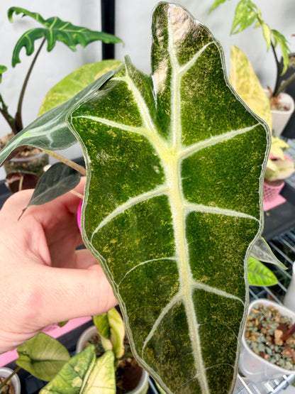 ALOCASIA POLLY GHOST VARIEGATED