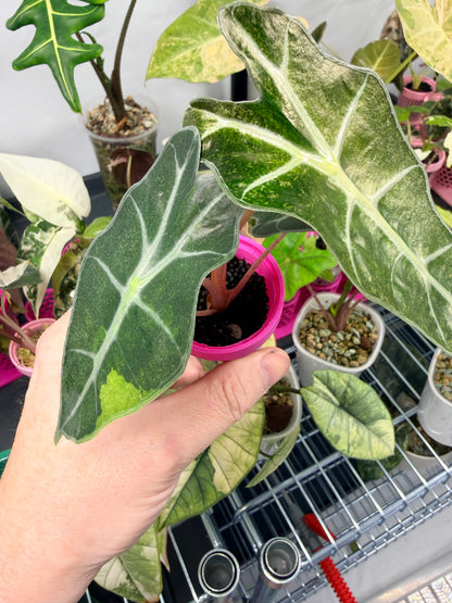 ALOCASIA POLLY GHOST VARIEGATED