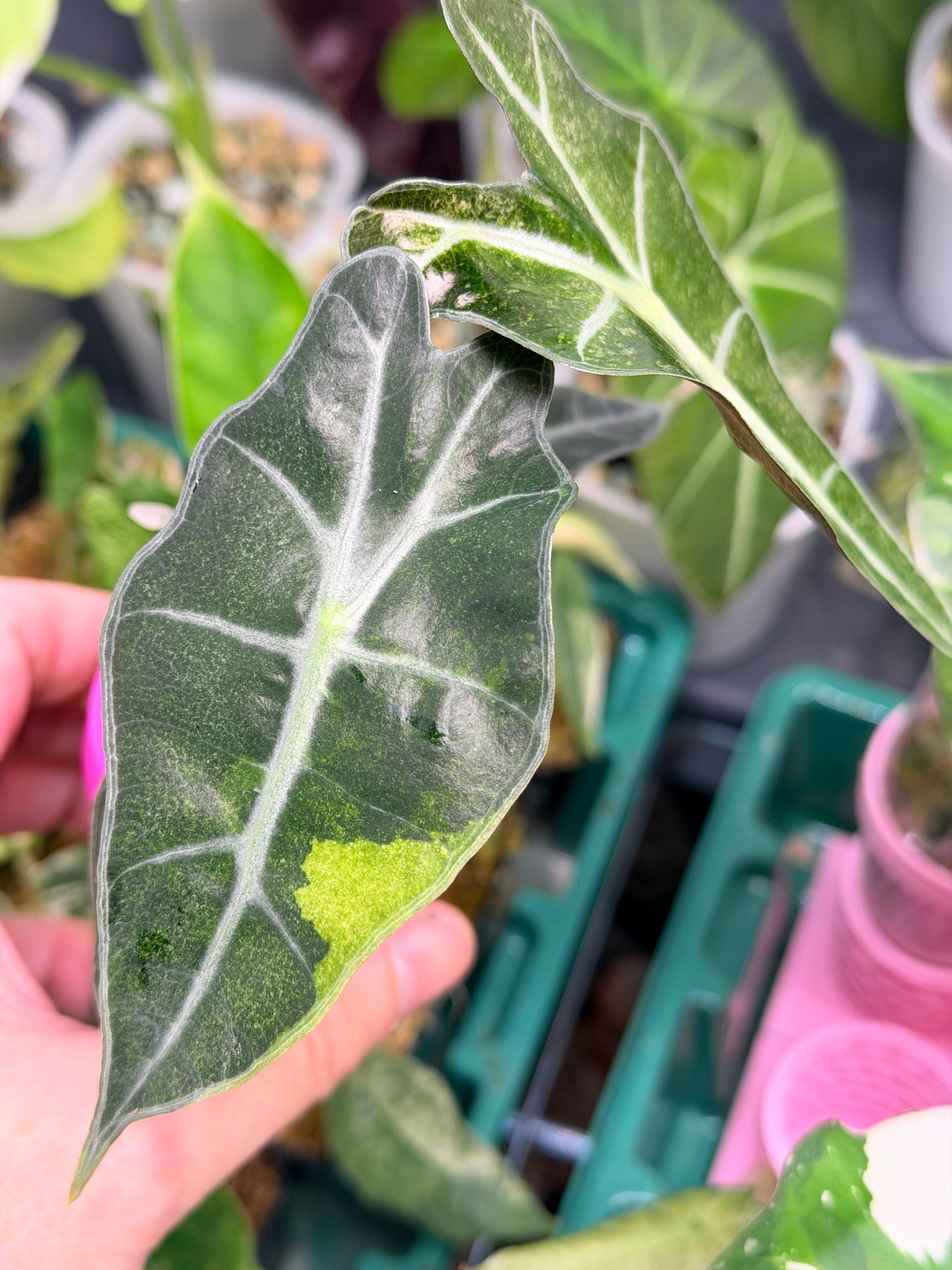 ALOCASIA POLLY GHOST VARIEGATED