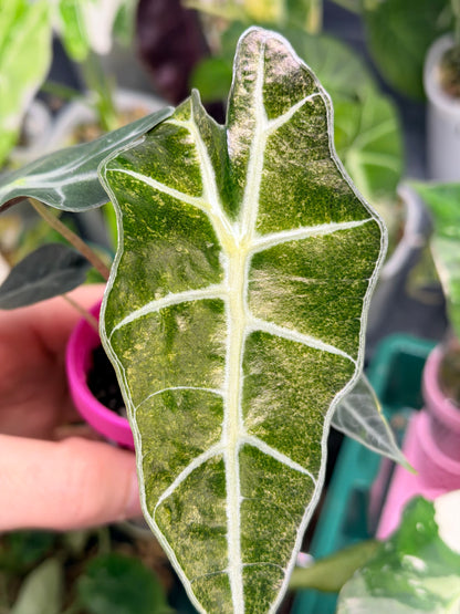 ALOCASIA POLLY GHOST VARIEGATED