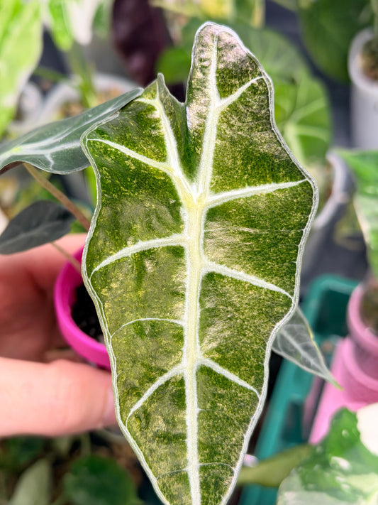ALOCASIA POLLY GHOST VARIEGATED