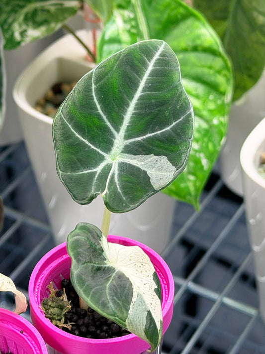 ALOCASIA REGINULA 'BLACK VELVET' DALMATIAN VARIEGATED