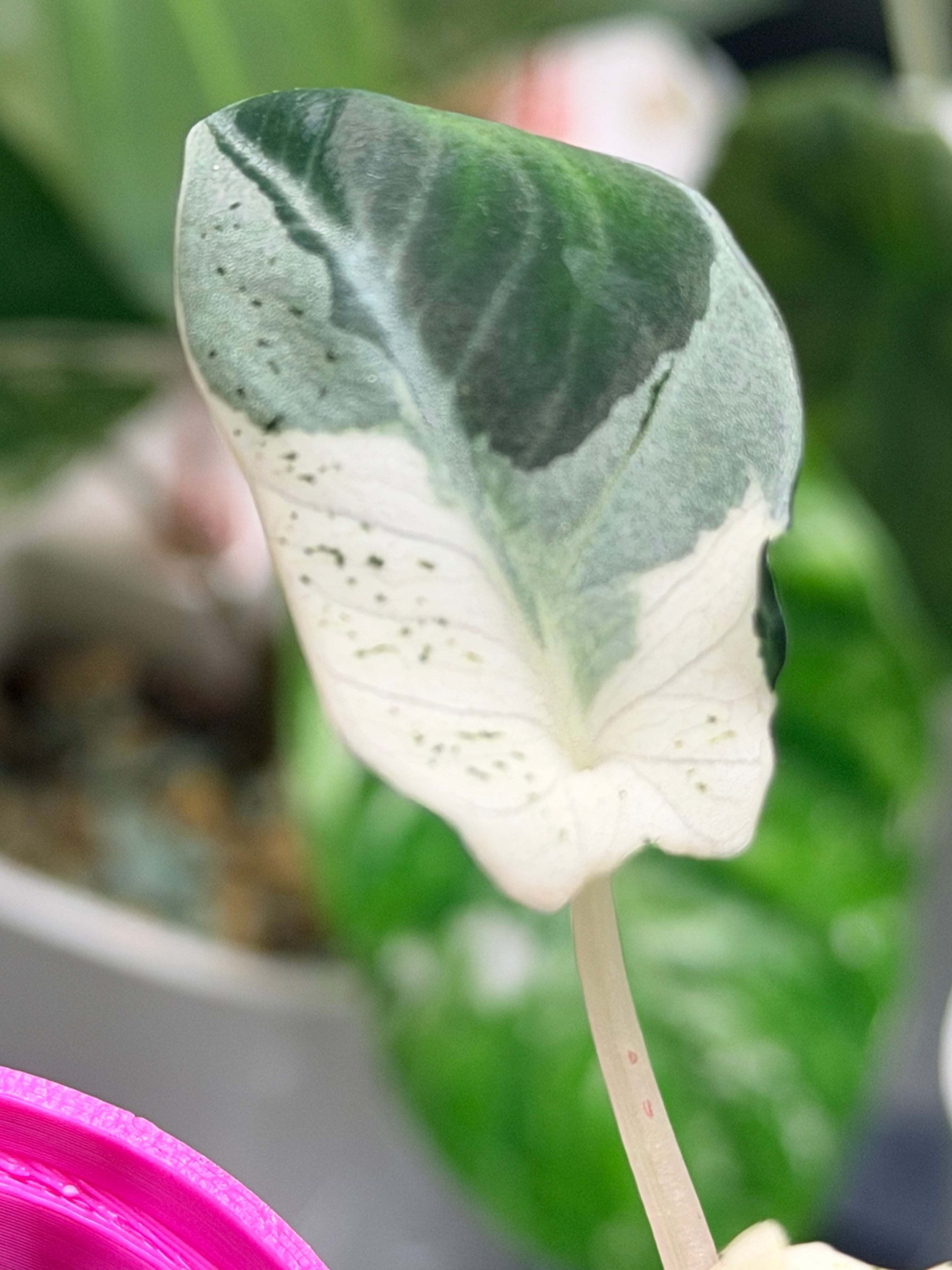 ALOCASIA REGINULA 'BLACK VELVET' DALMATIAN VARIEGATED