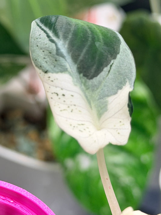 ALOCASIA REGINULA 'BLACK VELVET' DALMATIAN VARIEGATED