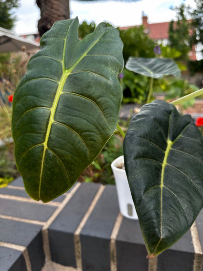 ALOCASIA GOLDEN BONE