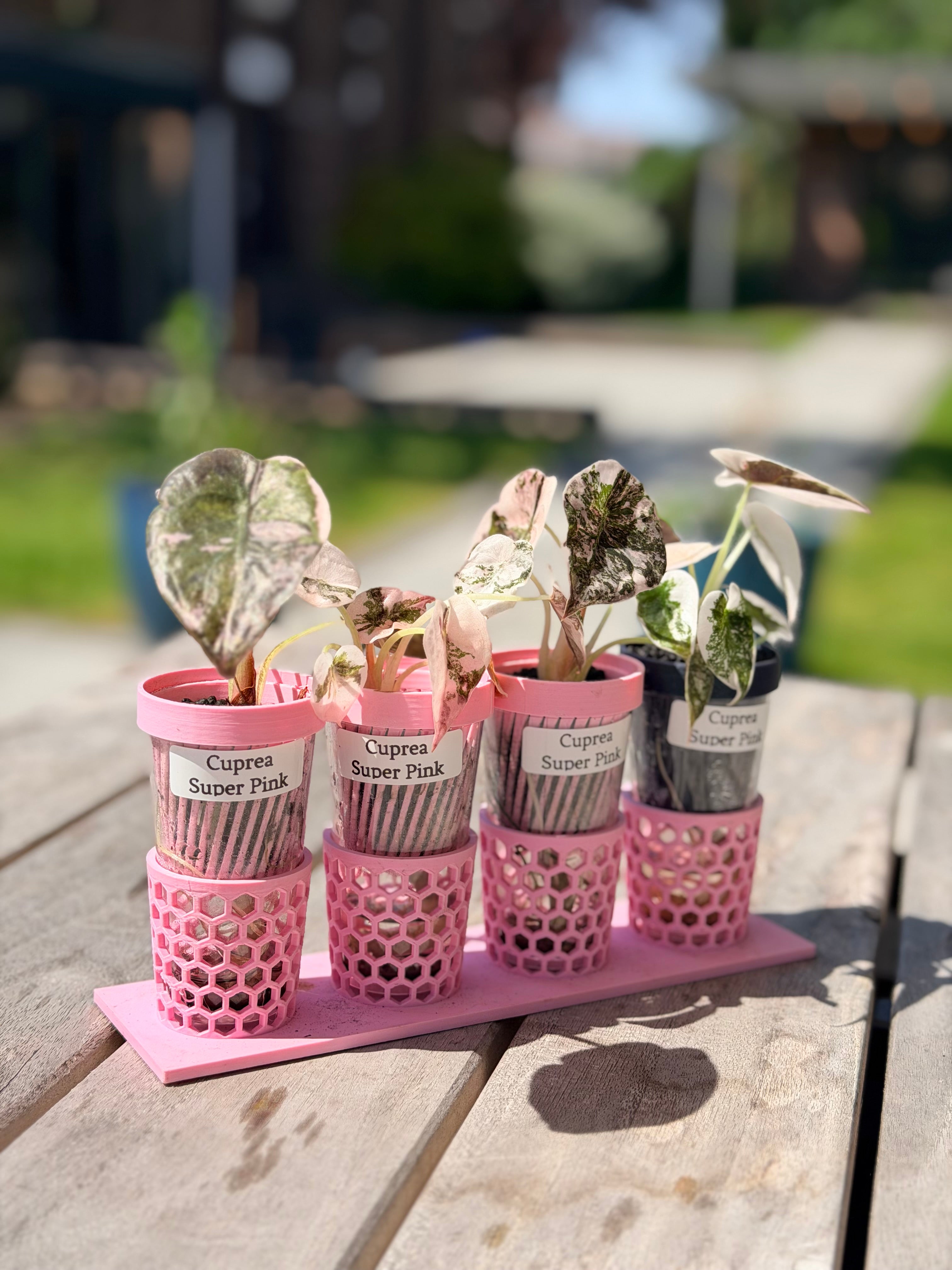 Alocasia Cuprea Pink | The Alocasia Company