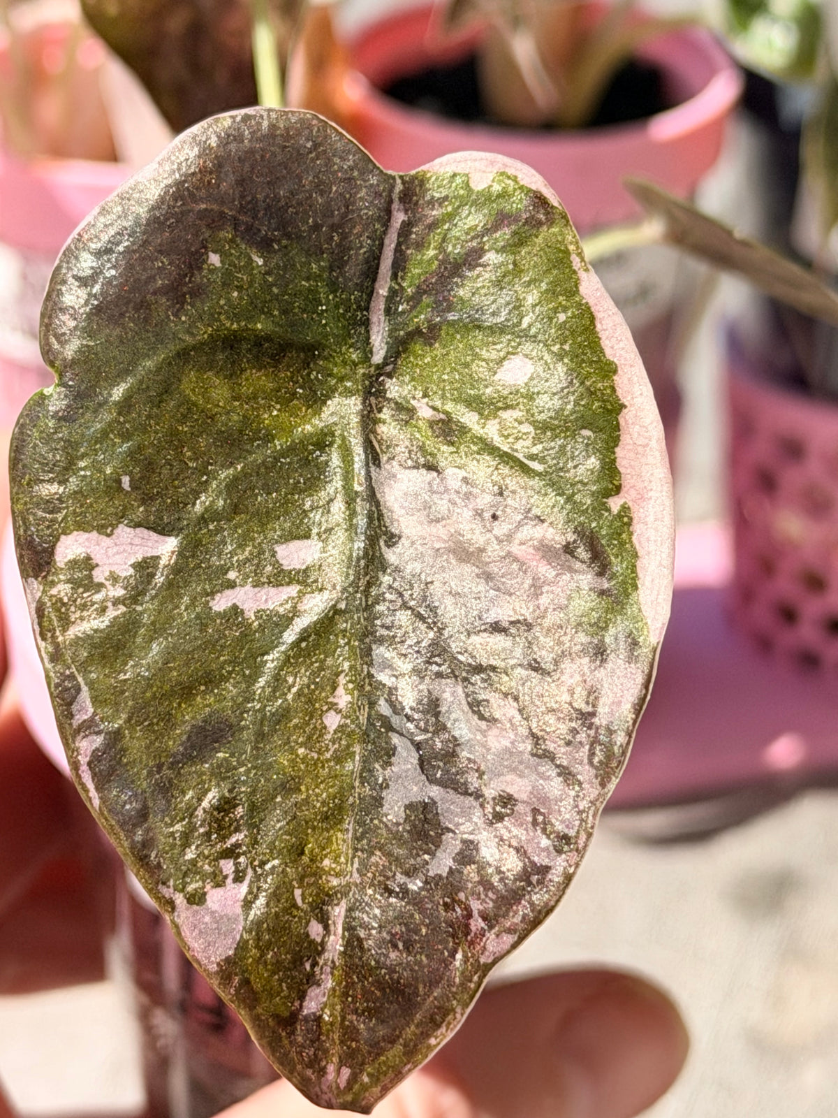 Alocasia cuprea Pink, metallic copper foliage with a deep pink overlay