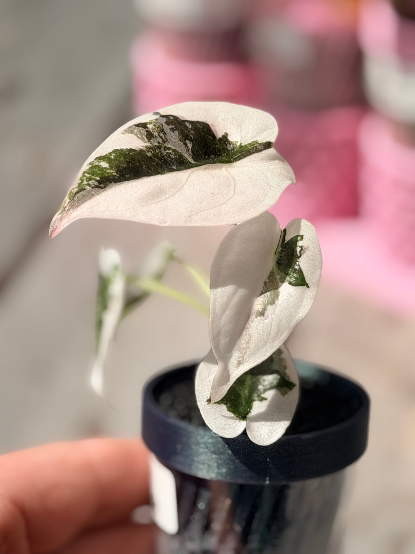 ALOCASIA CUPREA PINK VARIEGATED