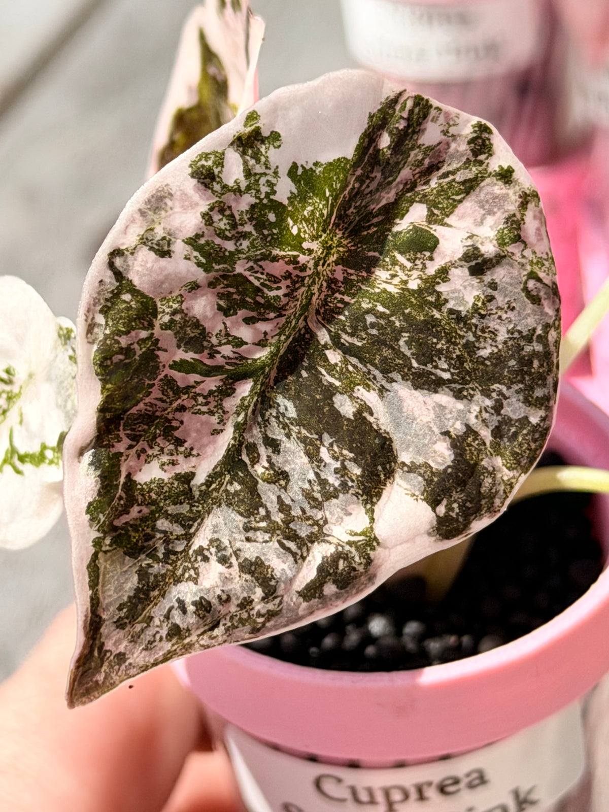 Alocasia cuprea Pink, metallic copper foliage with a deep pink overlay