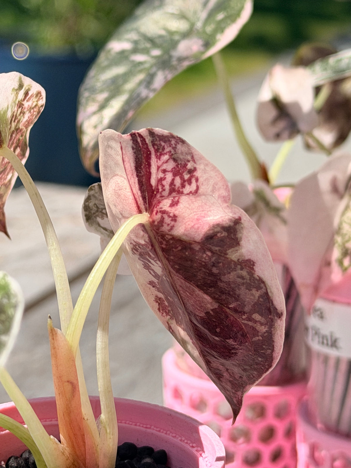 Alocasia cuprea Pink, metallic copper foliage with a deep pink overlay