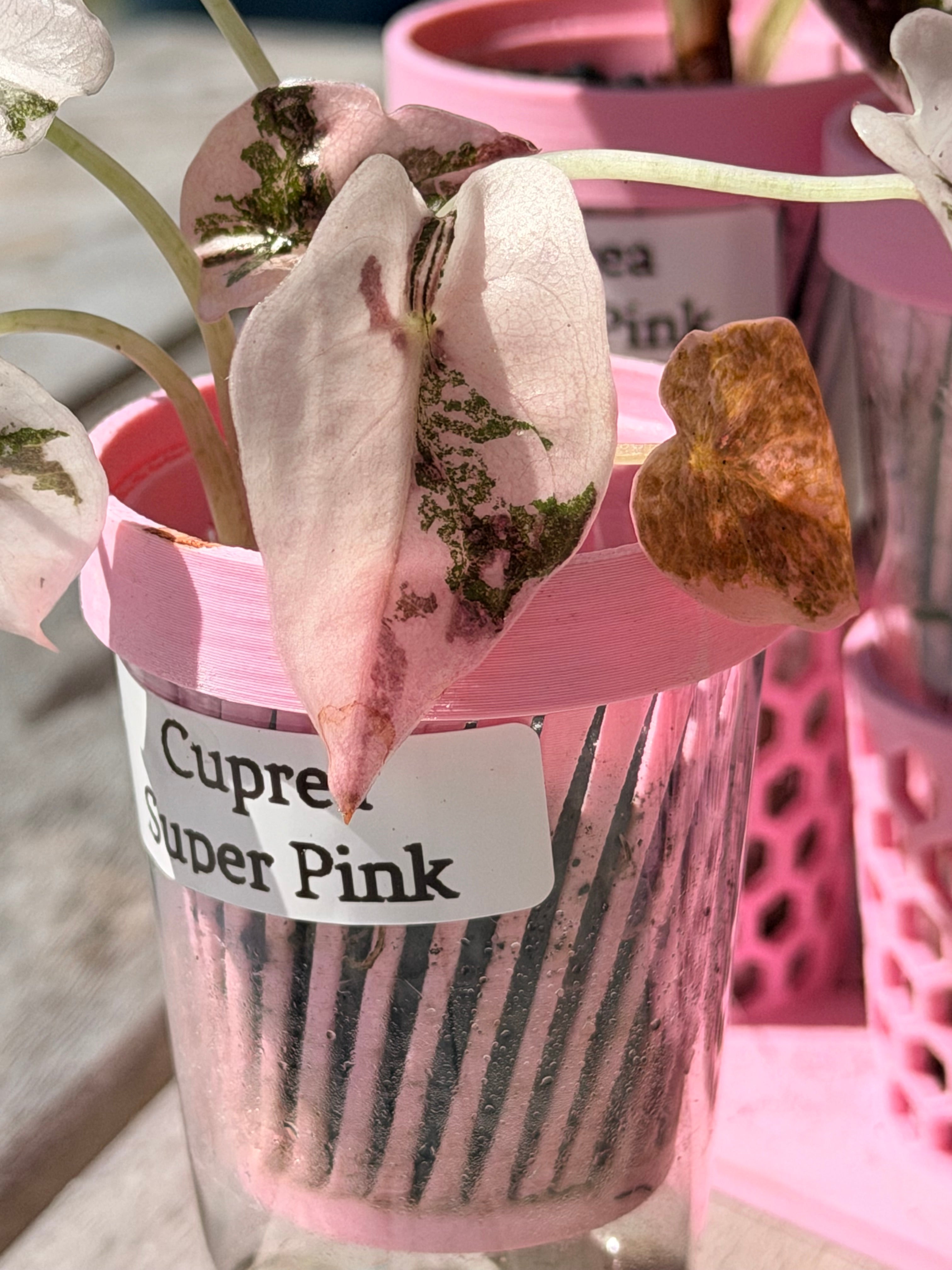 Alocasia Cuprea Pink | The Alocasia Company