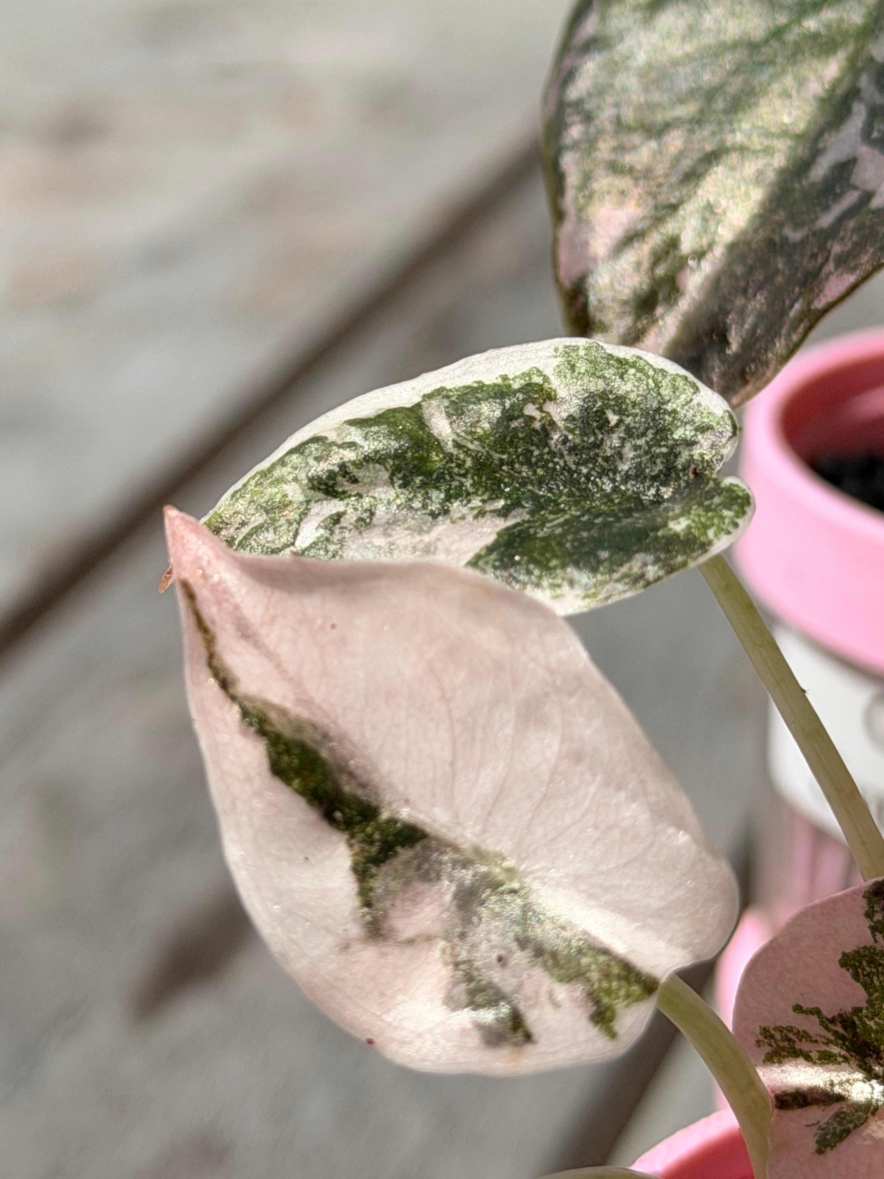 Alocasia Cuprea Pink | The Alocasia Company