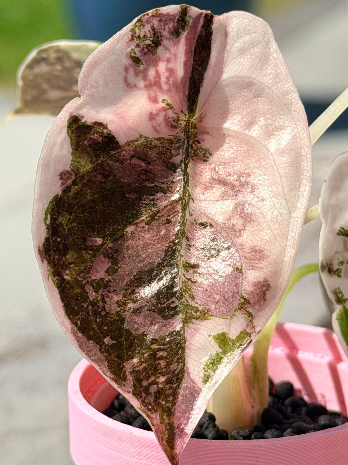 Alocasia cuprea Pink, metallic copper foliage with a deep pink overlay