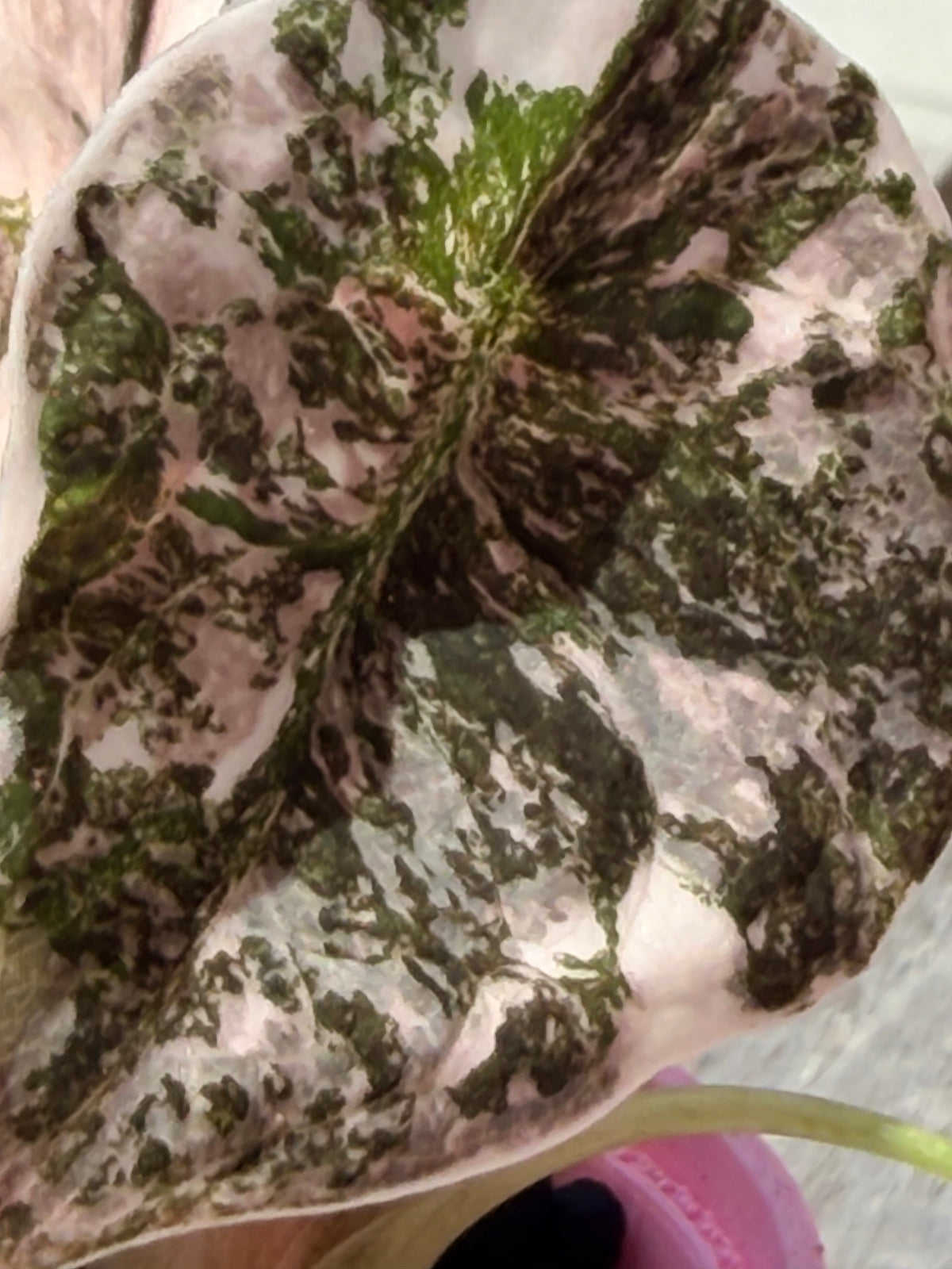 Alocasia cuprea Pink, metallic copper foliage with a deep pink overlay