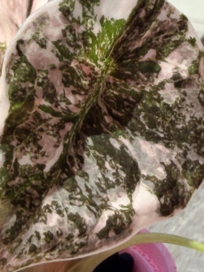 ALOCASIA CUPREA PINK VARIEGATED