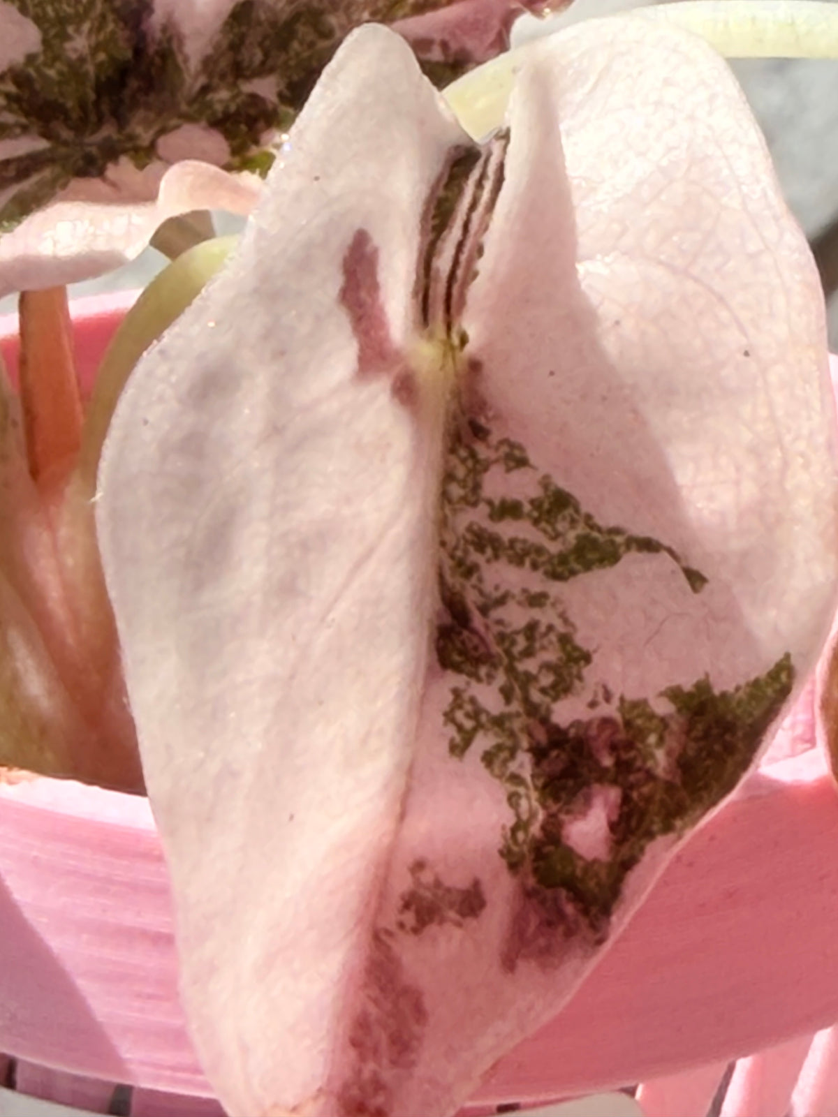 Alocasia cuprea Pink, metallic copper foliage with a deep pink overlay