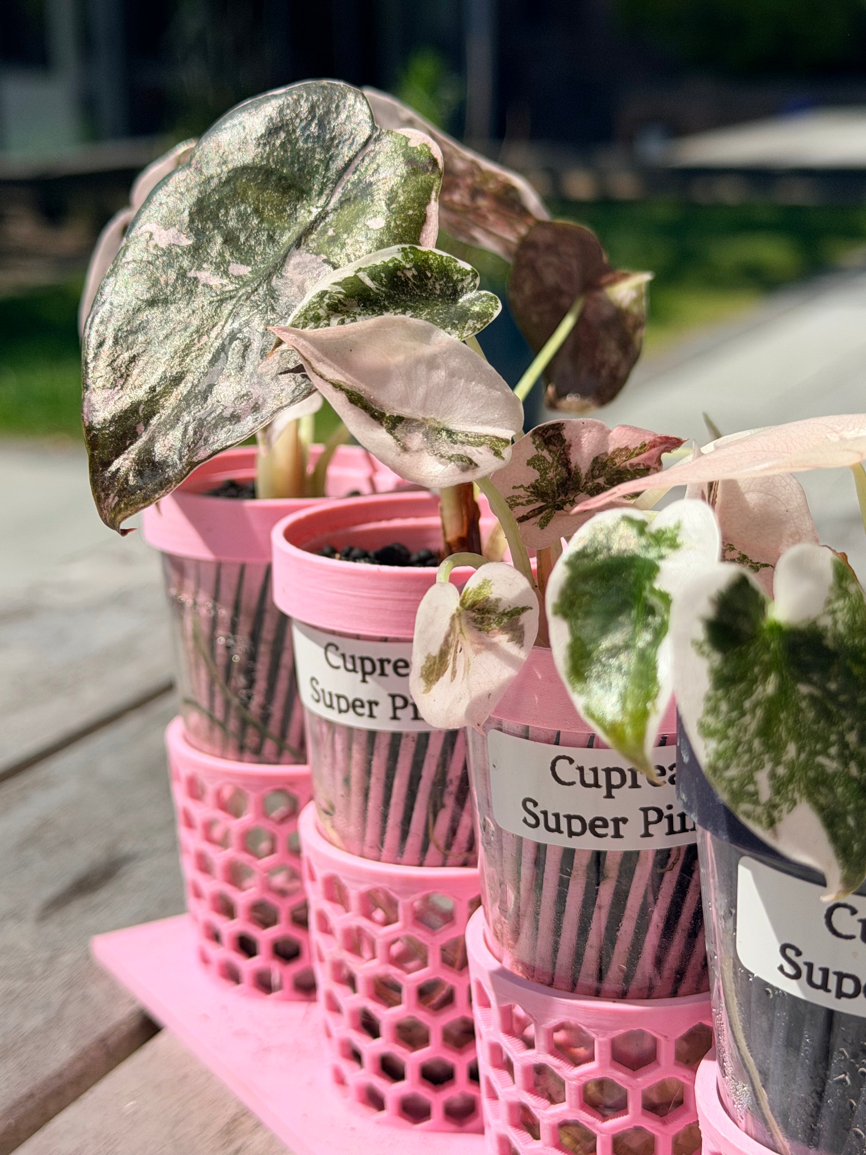 Alocasia Cuprea Pink | The Alocasia Company