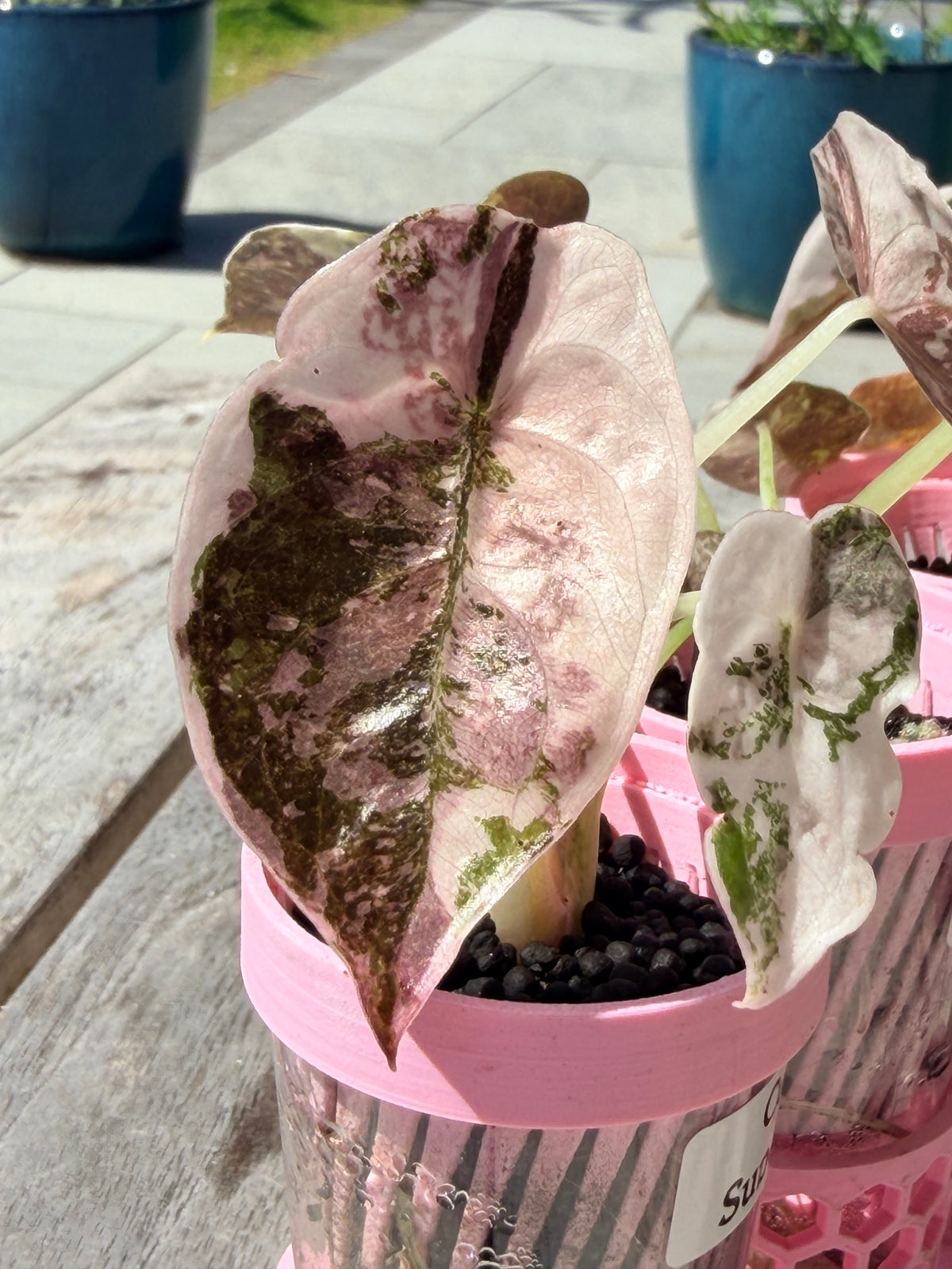 Alocasia cuprea Pink, metallic copper foliage with a deep pink overlay