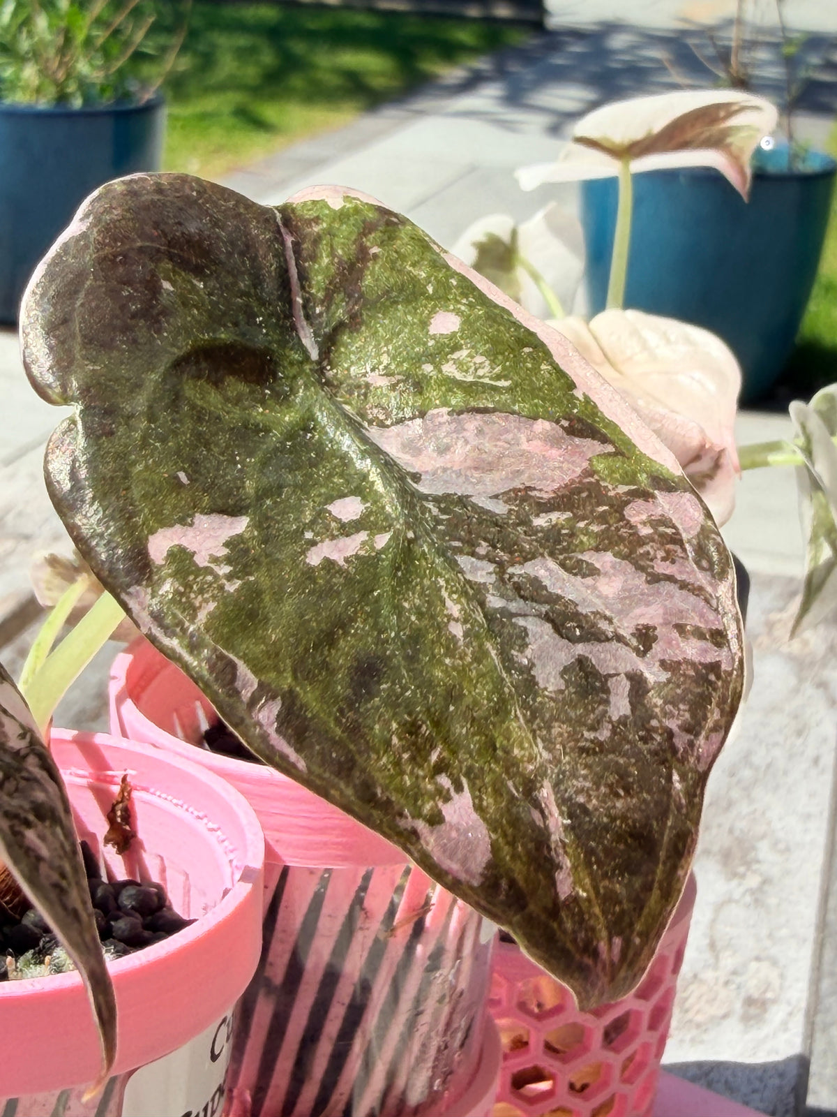 Alocasia cuprea Pink, metallic copper foliage with a deep pink overlay