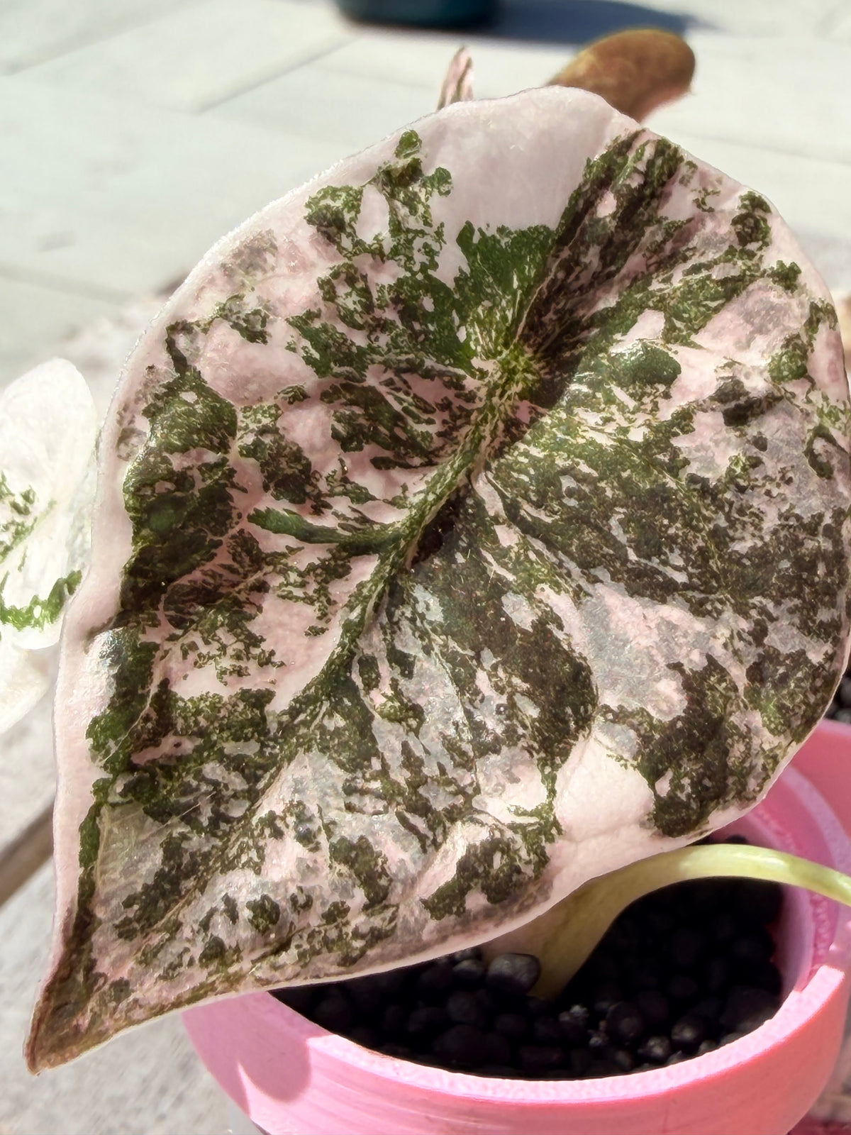 Alocasia cuprea Pink, metallic copper foliage with a deep pink overlay