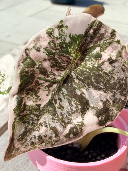 ALOCASIA CUPREA PINK VARIEGATED