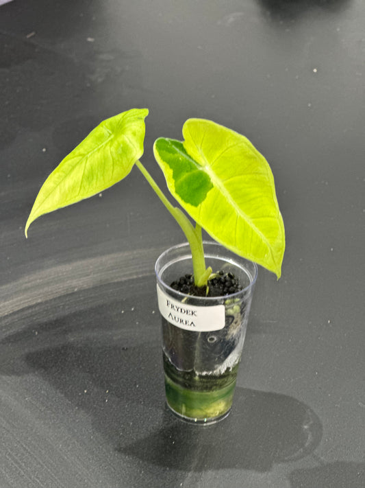 Alocasia Frydek Aurea (Micholitziana)